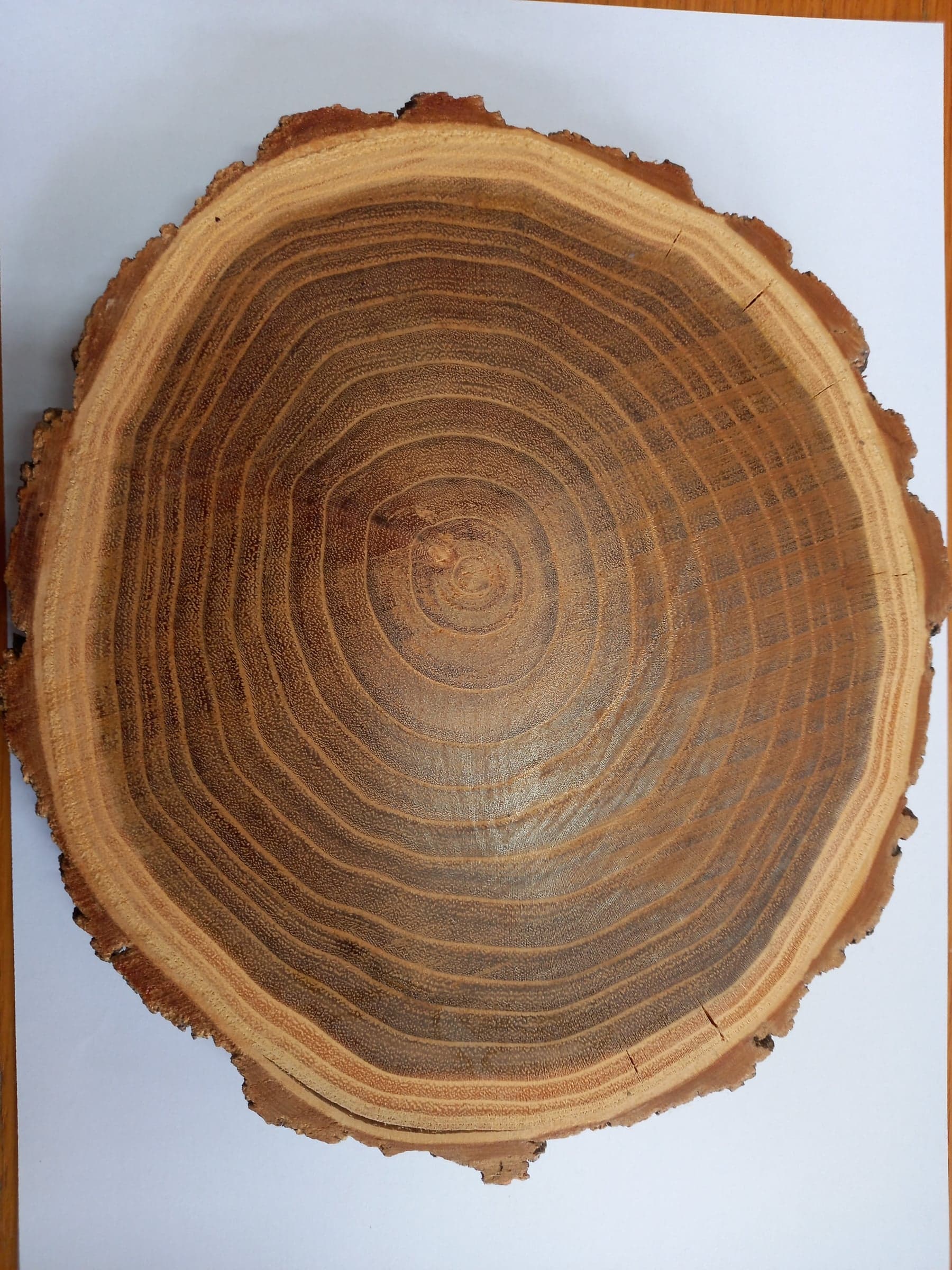 Νερά Black Locust / Robinia