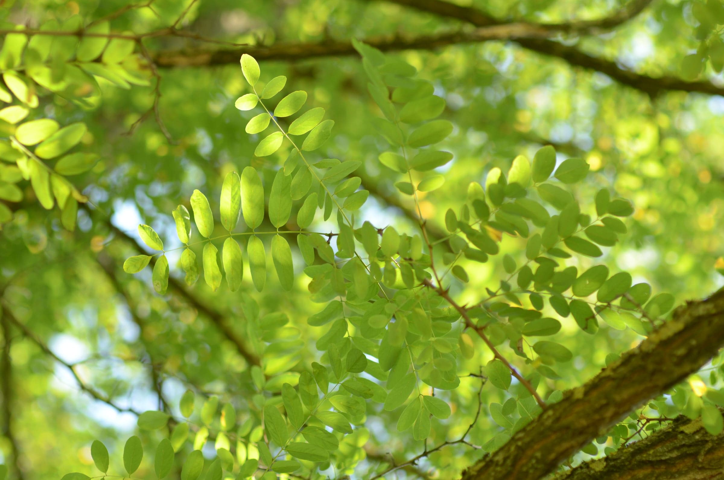 Black Locust / Robinia: Feuille