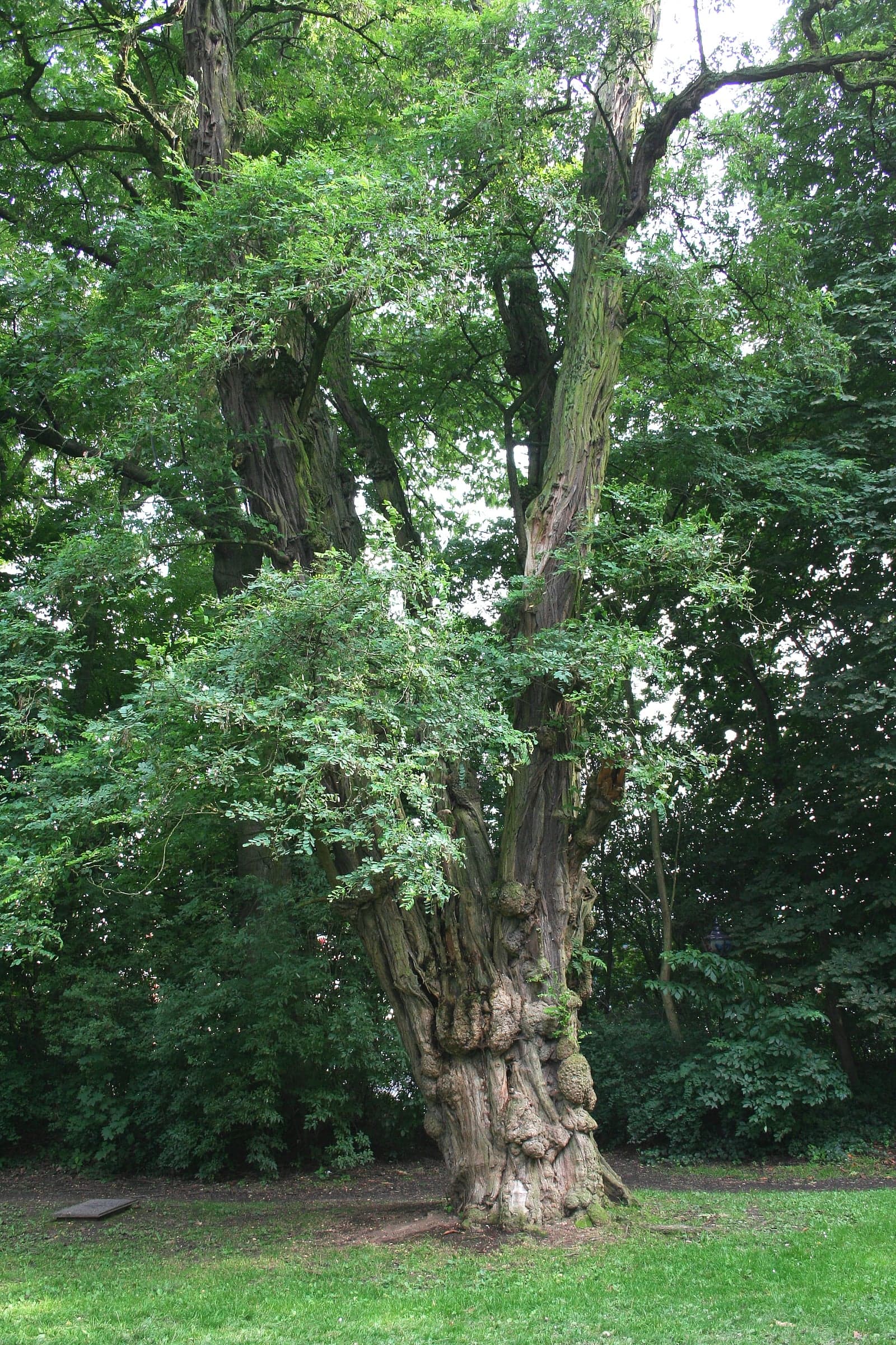 Arbre Black Locust / Robinia