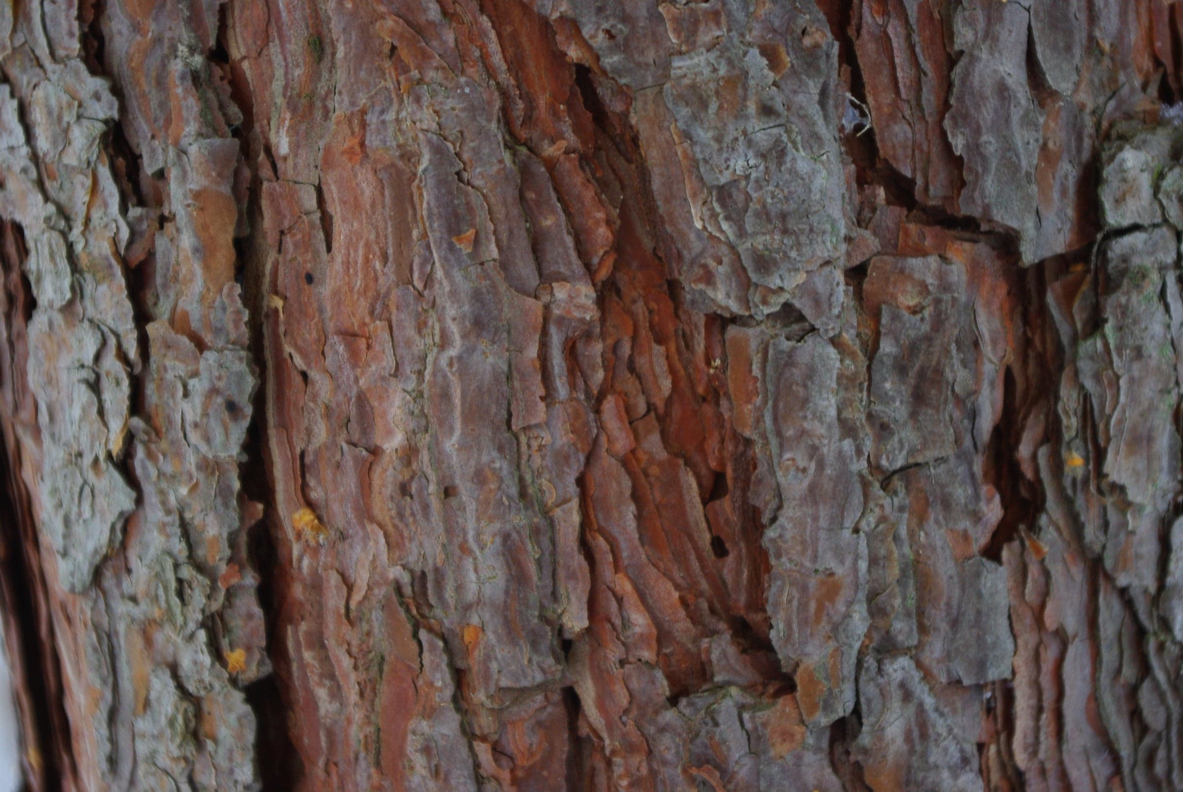 Scots Pine: Træbark