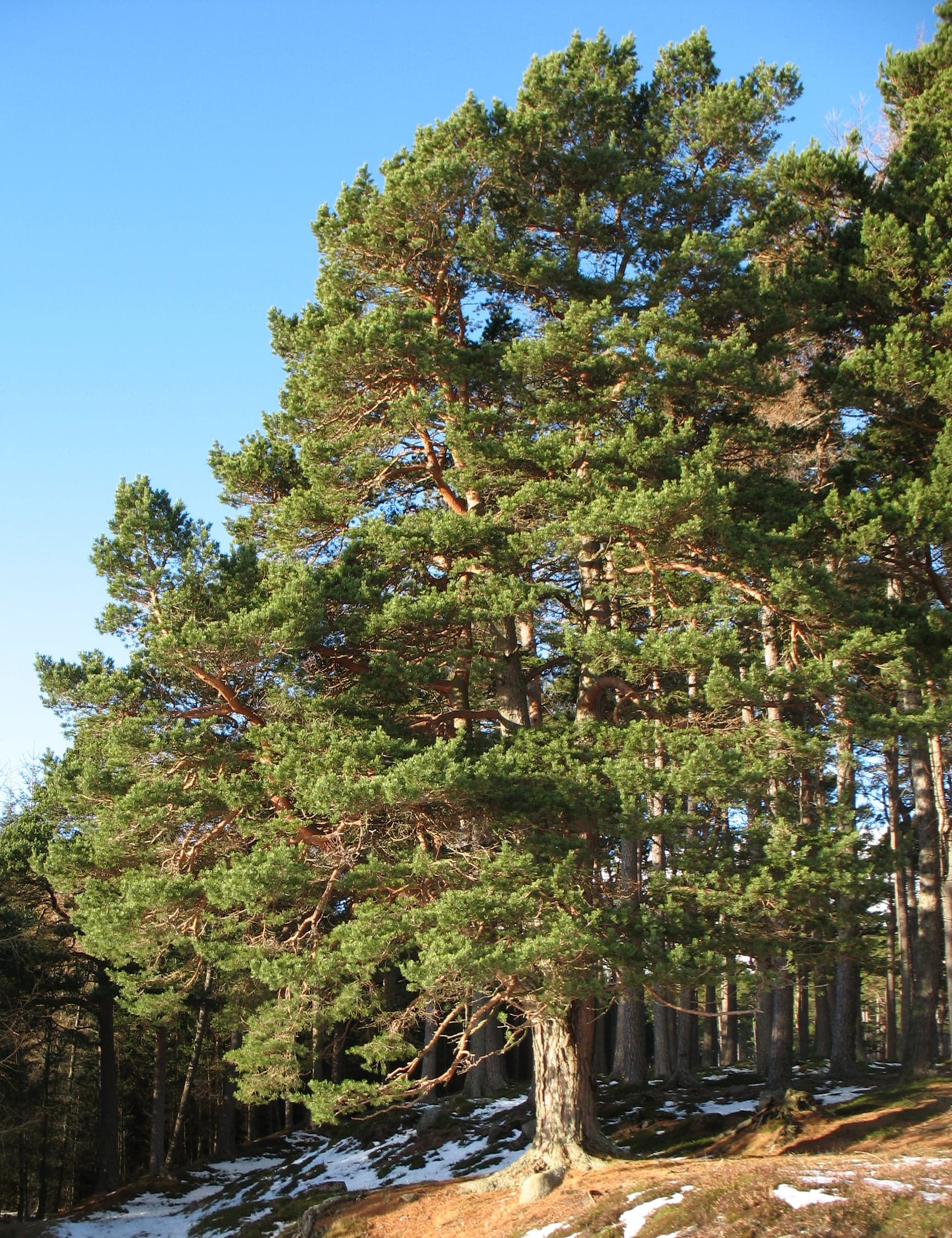 Scots Pine-træ