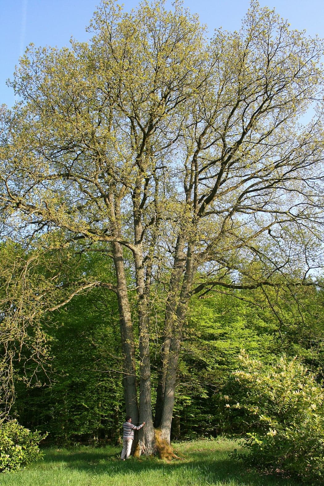 Δέντρο Sessile Oak