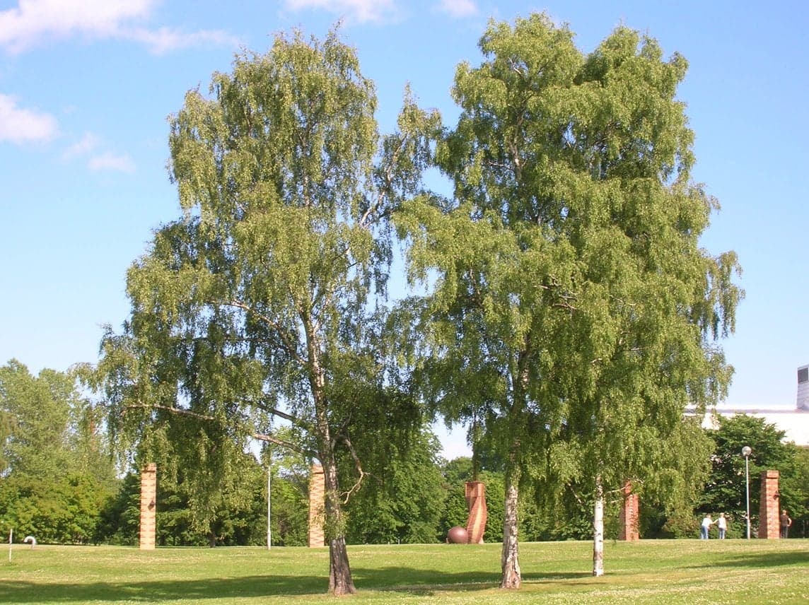Arbre Silver Birch