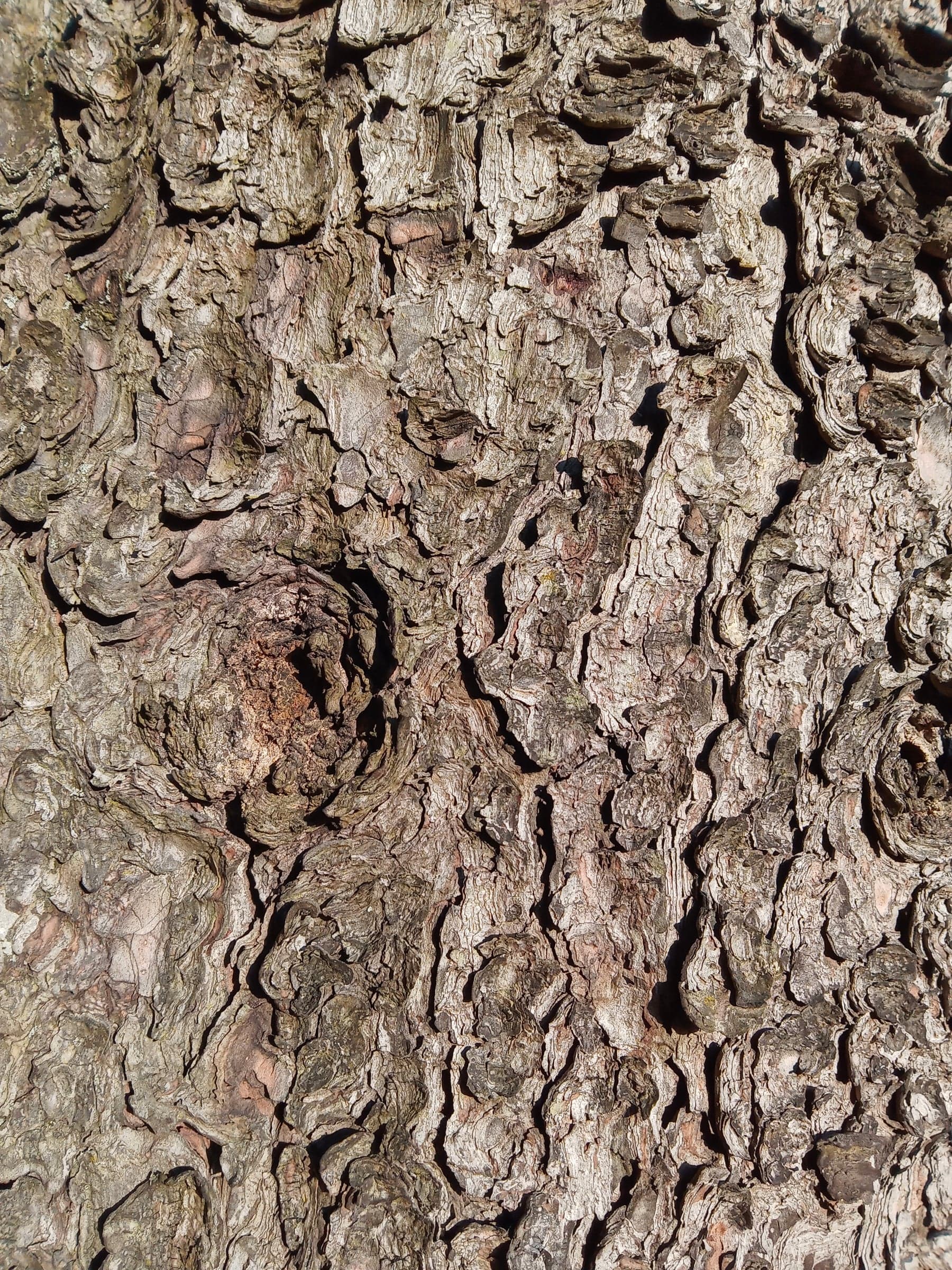 Swiss Stone Pine: Écorce