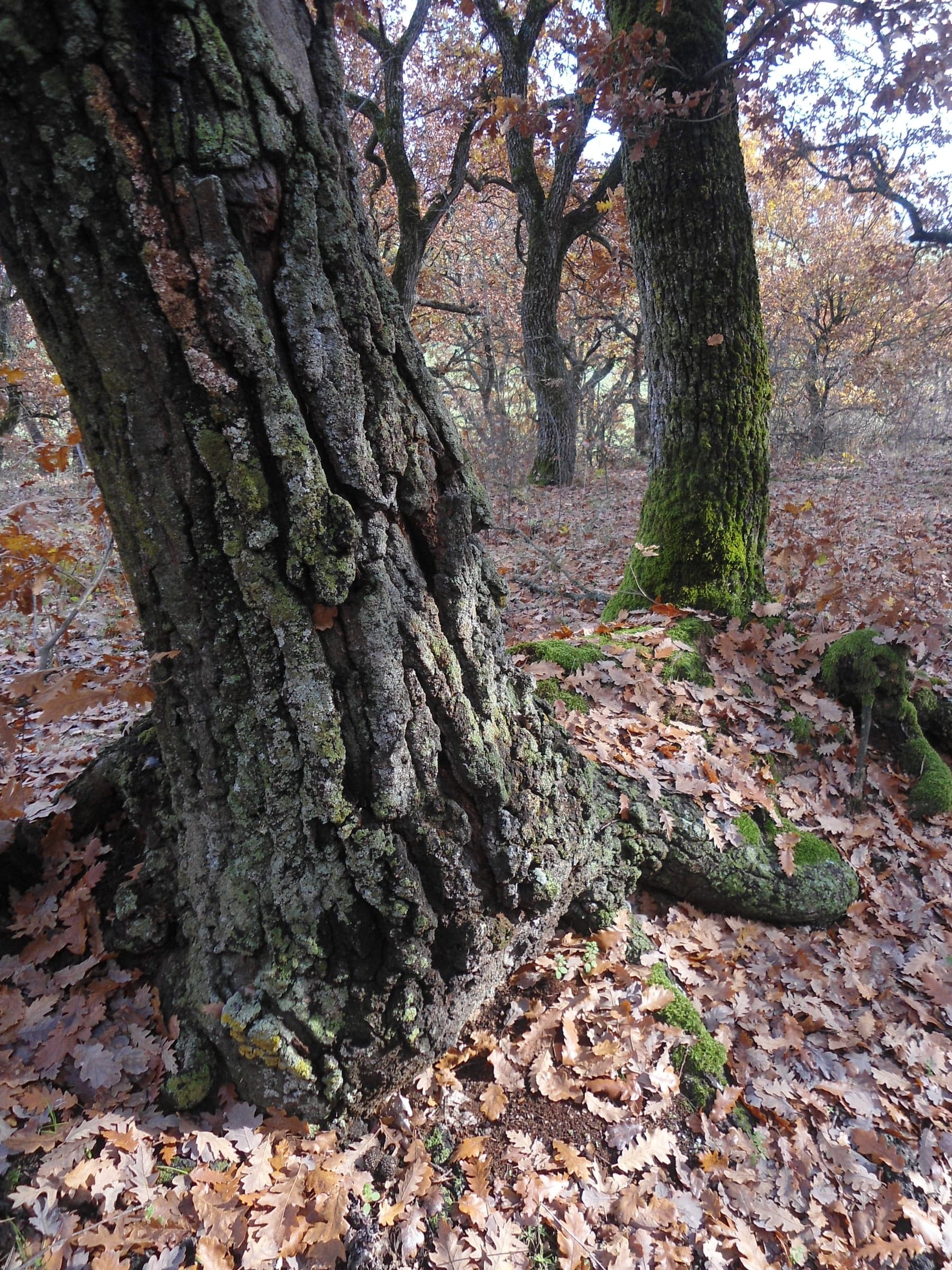 Turkey Oak: Kaarna