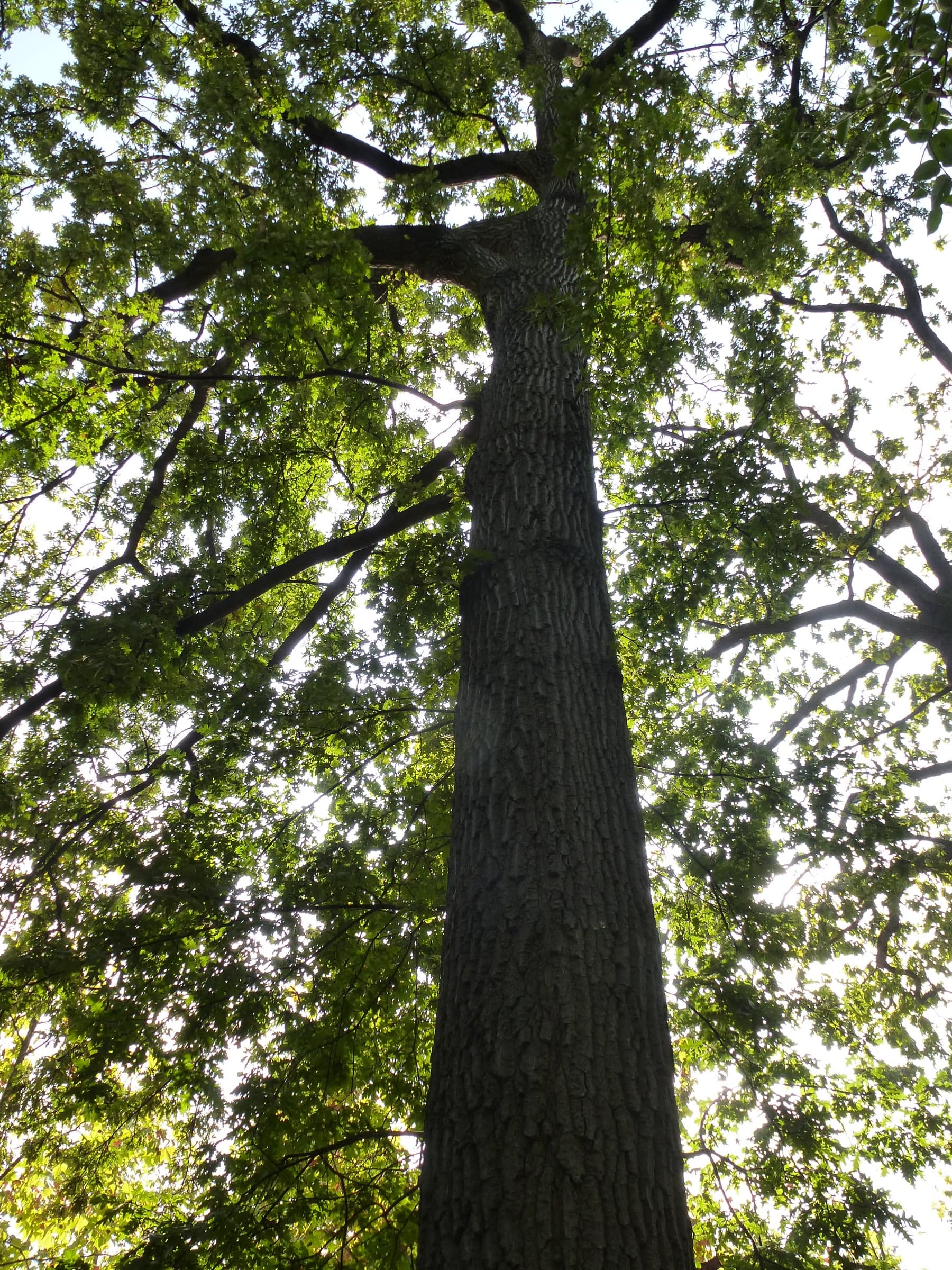Δέντρο Turkey Oak