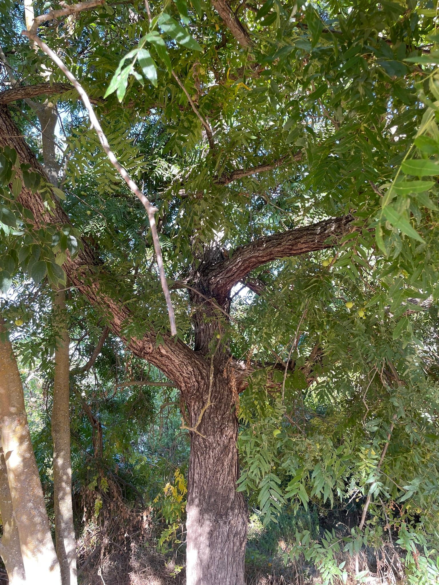 Δέντρο Claro Walnut