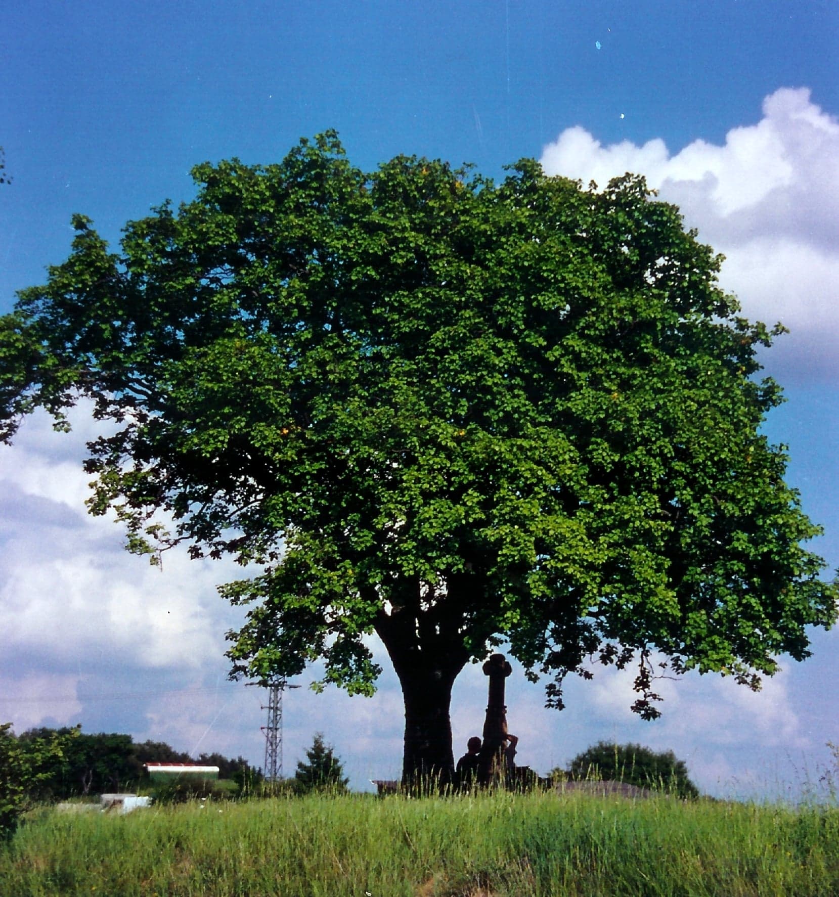 Δέντρο Wild Service Tree
