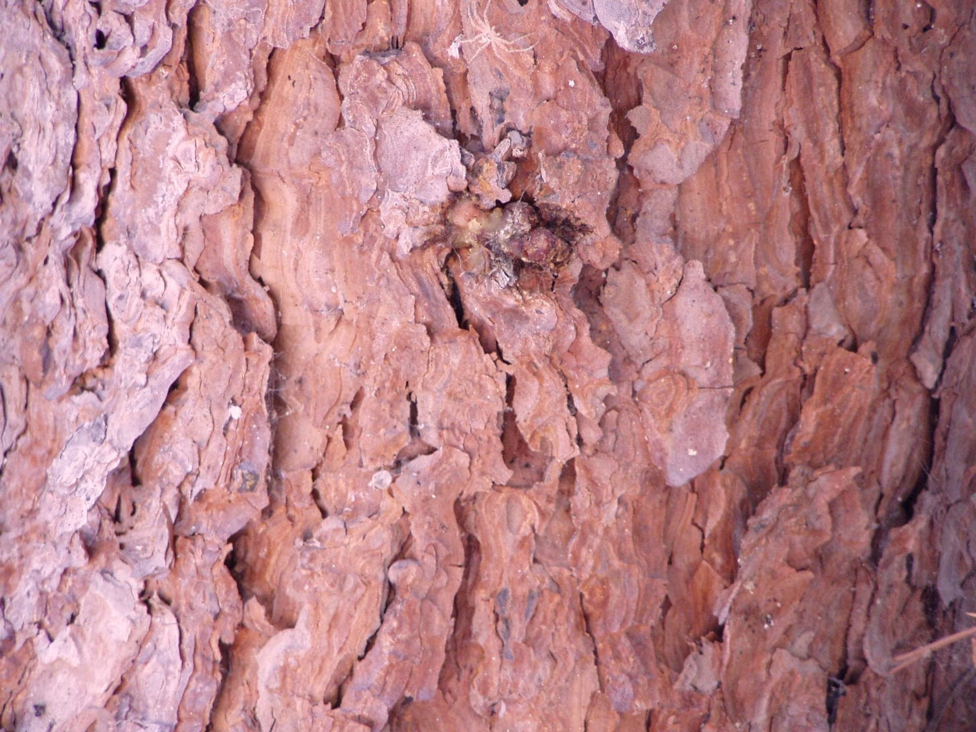 Aleppo Pine: Træbark