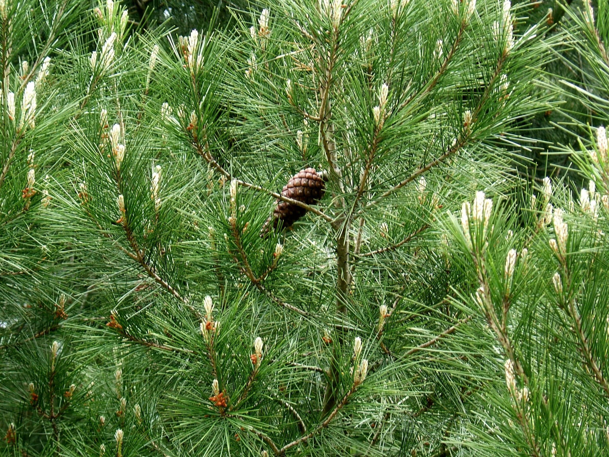 Aleppo Pine: Blad