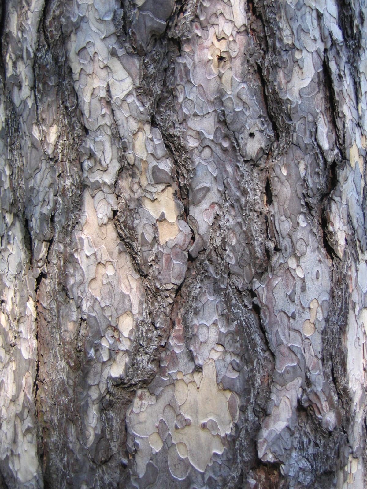 Black Pine: Træbark