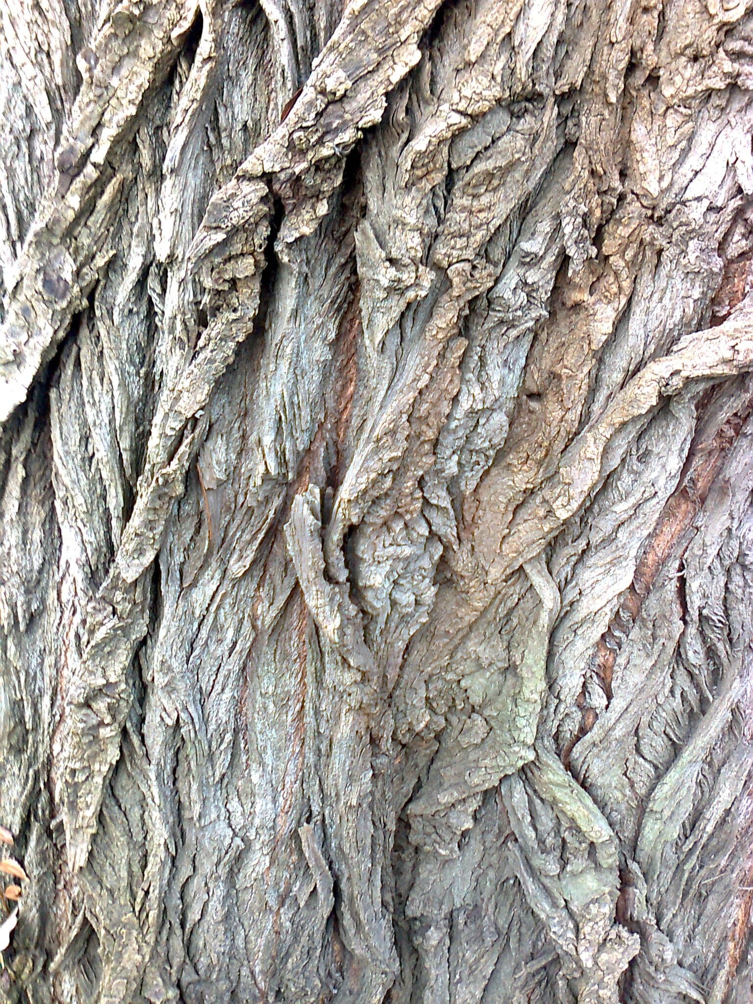 Black Poplar: Lubje