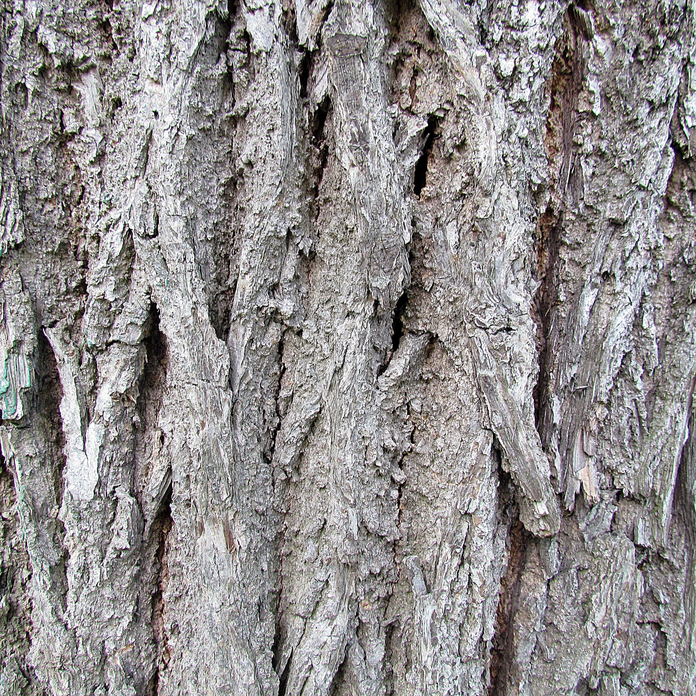Black Walnut: Écorce