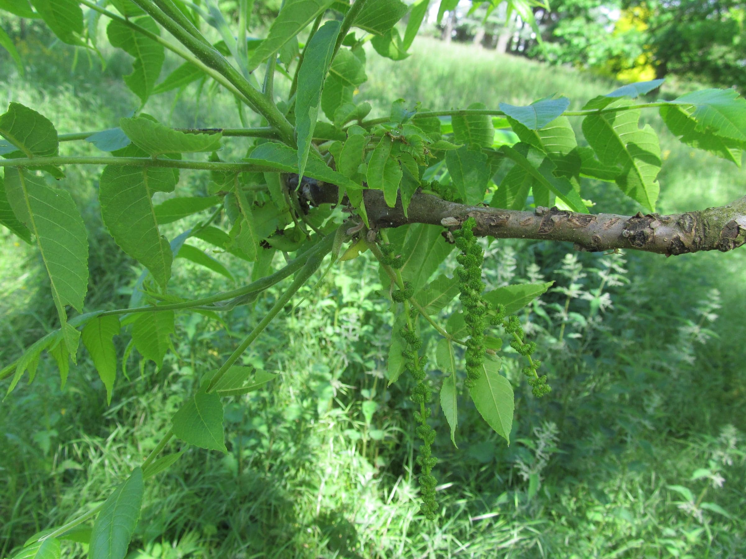Black Walnut: Feuille