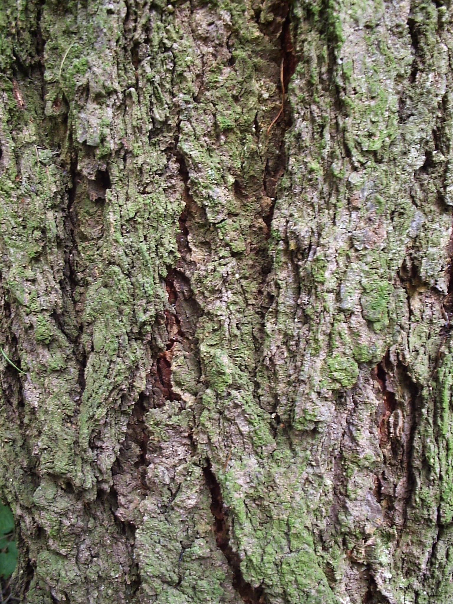 European Larch: Φλοιός