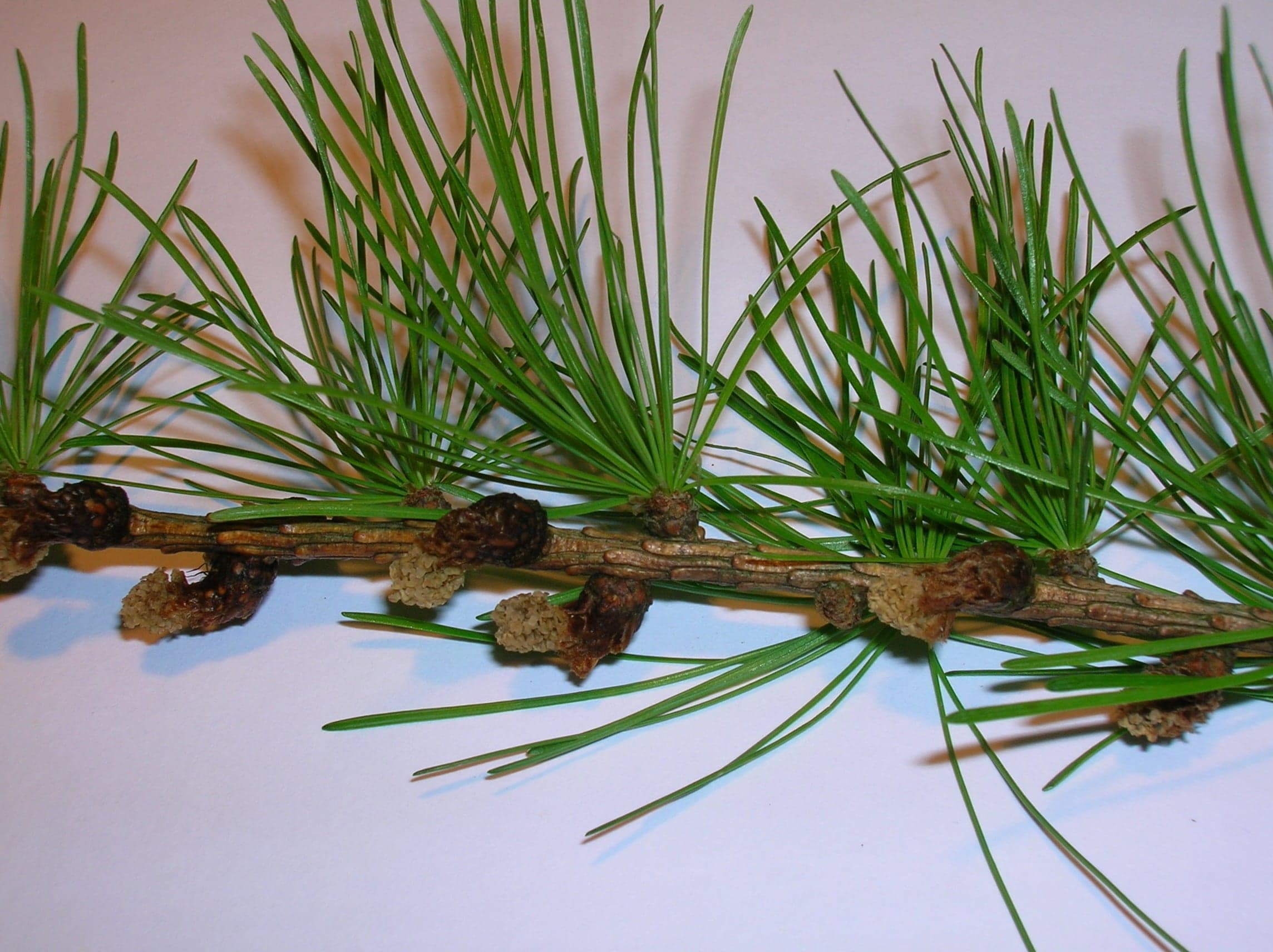 European Larch: Φύλλο