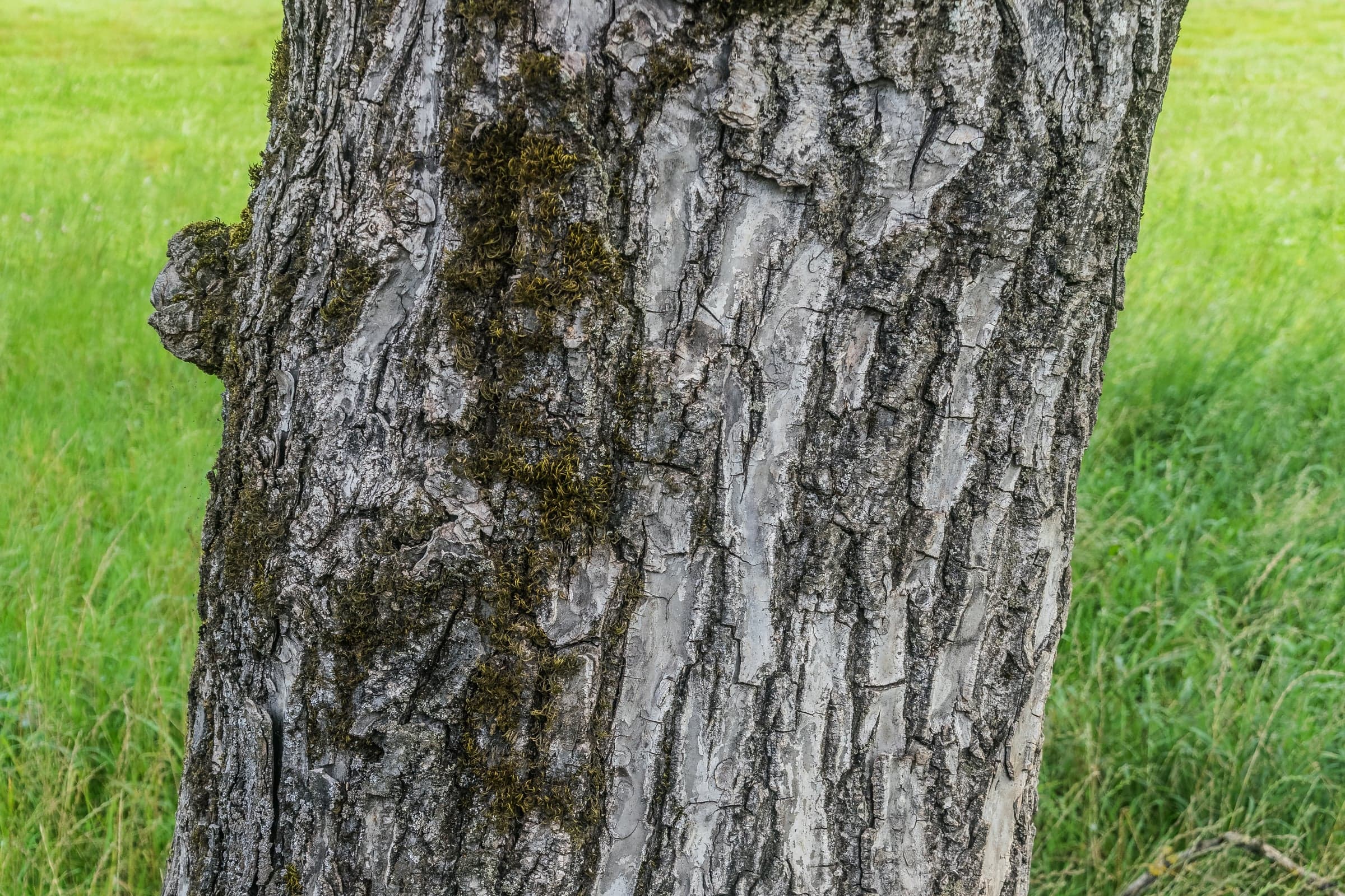 European Walnut: Φλοιός
