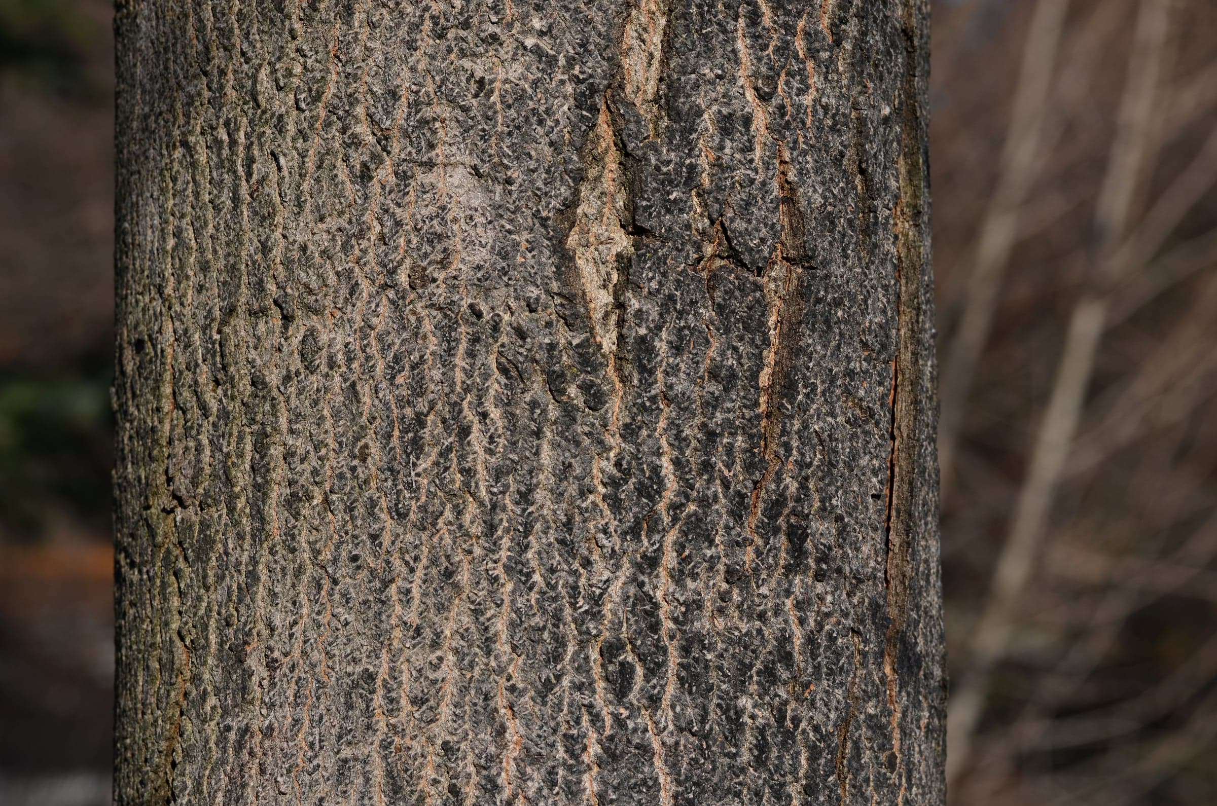 Hard Maple: Træbark