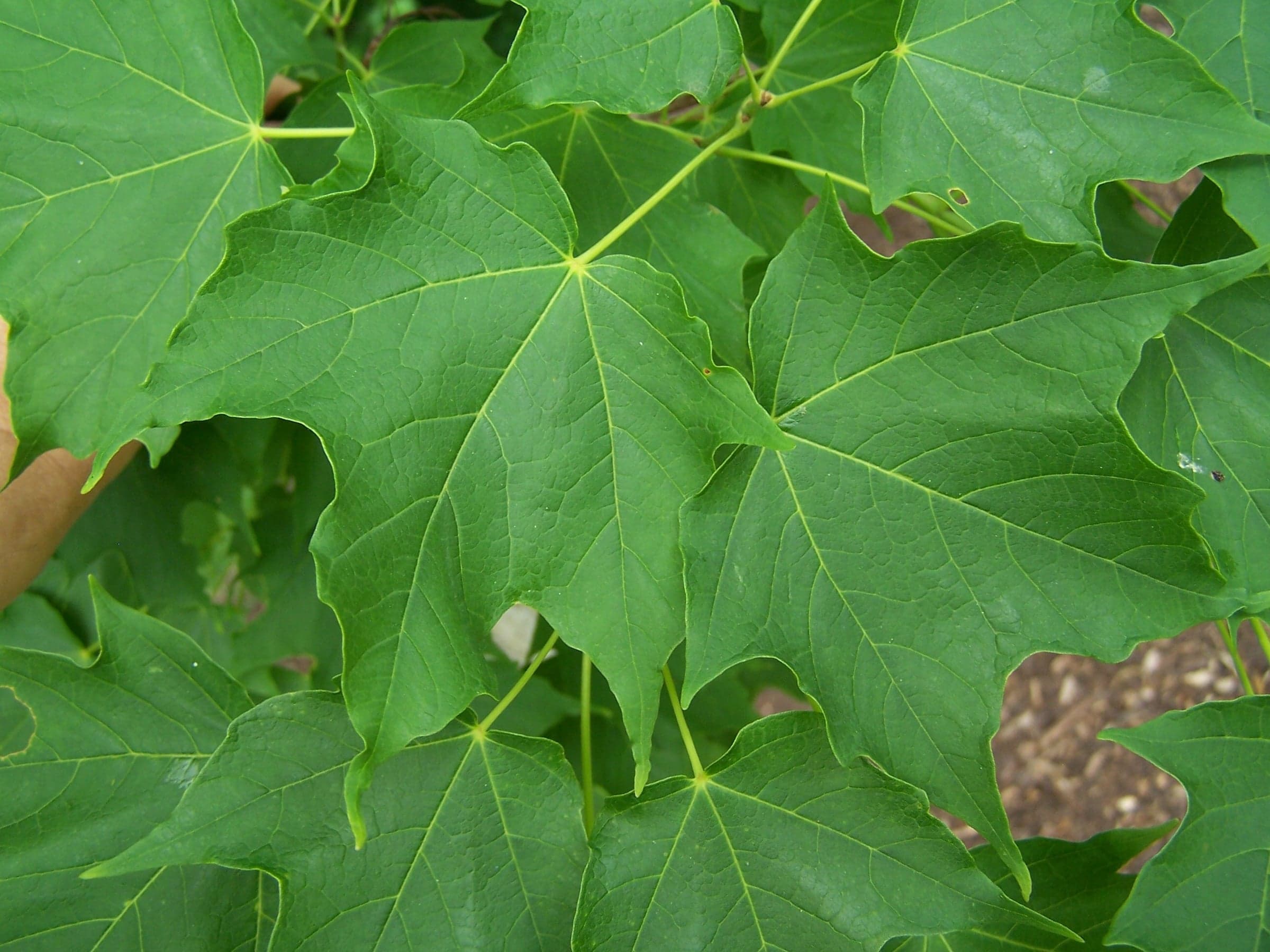 Hard Maple: Blad