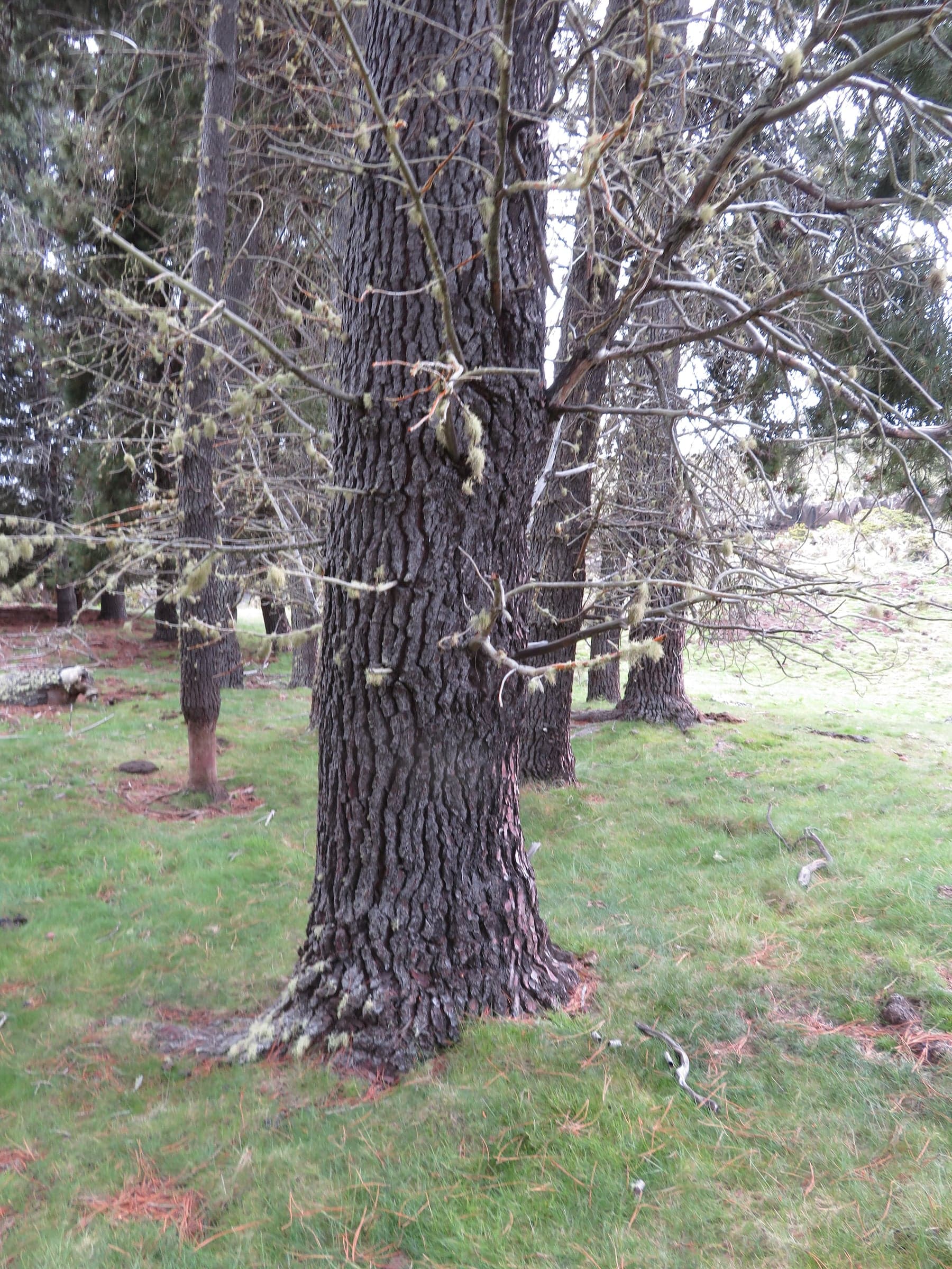 Maritime Pine: Trädbark