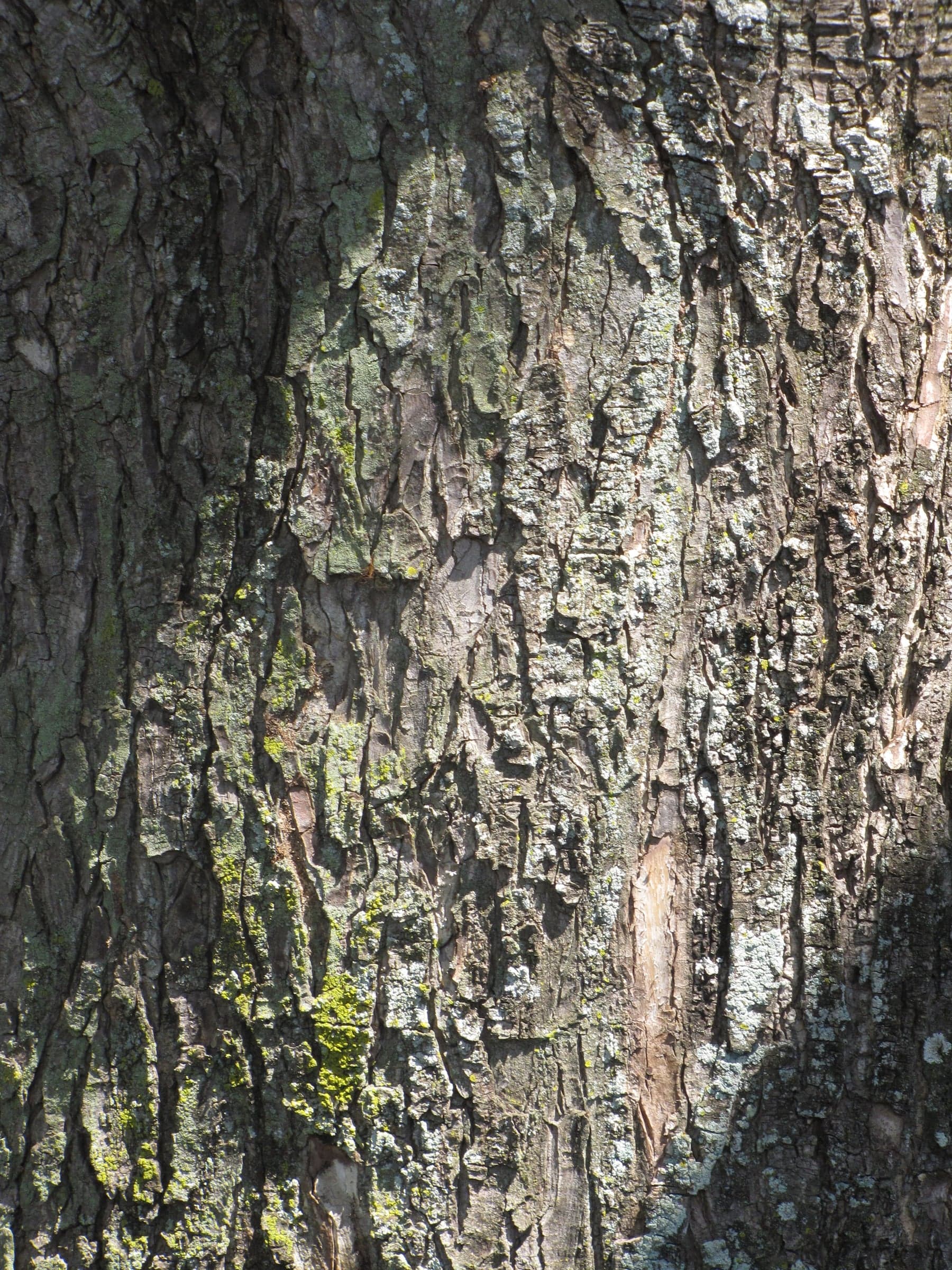Saman: Træbark