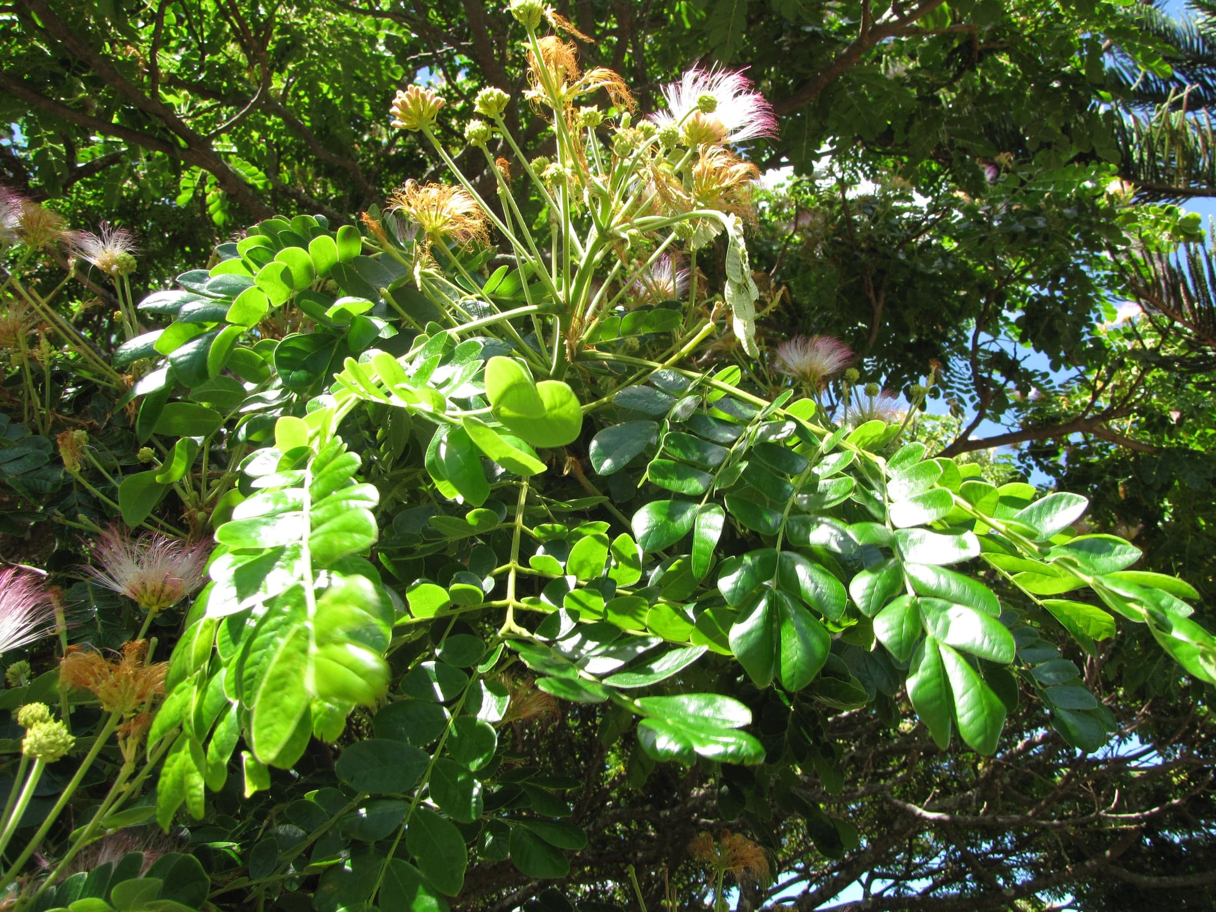 Saman: Blad