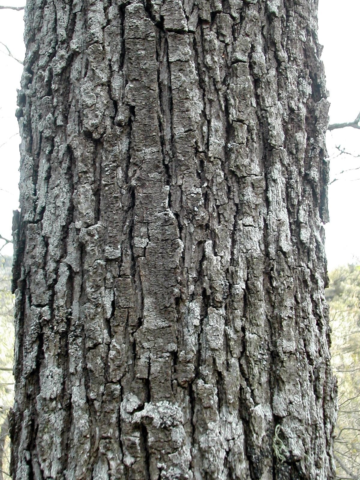 Sessile Oak: Corteza