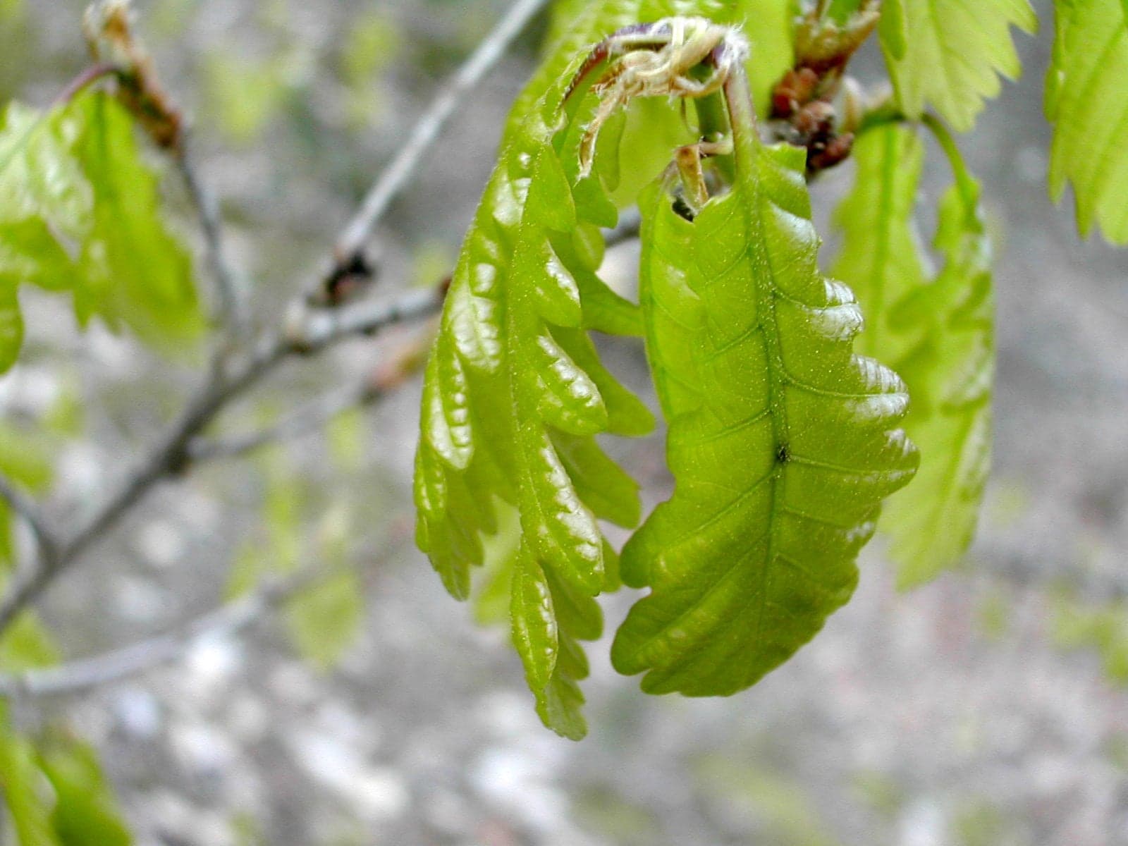 Sessile Oak: Hoja