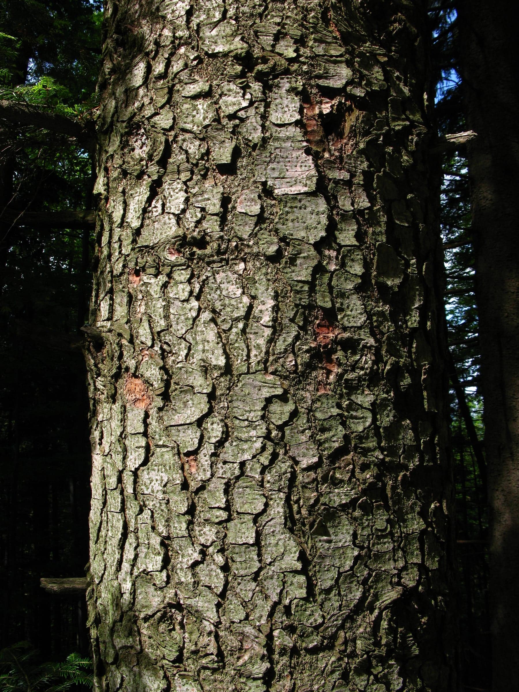 Silver Fir: Φλοιός