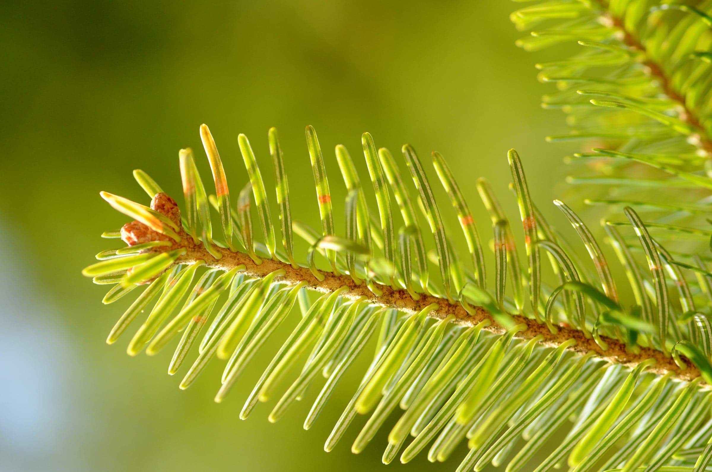 Silver Fir: Φύλλο