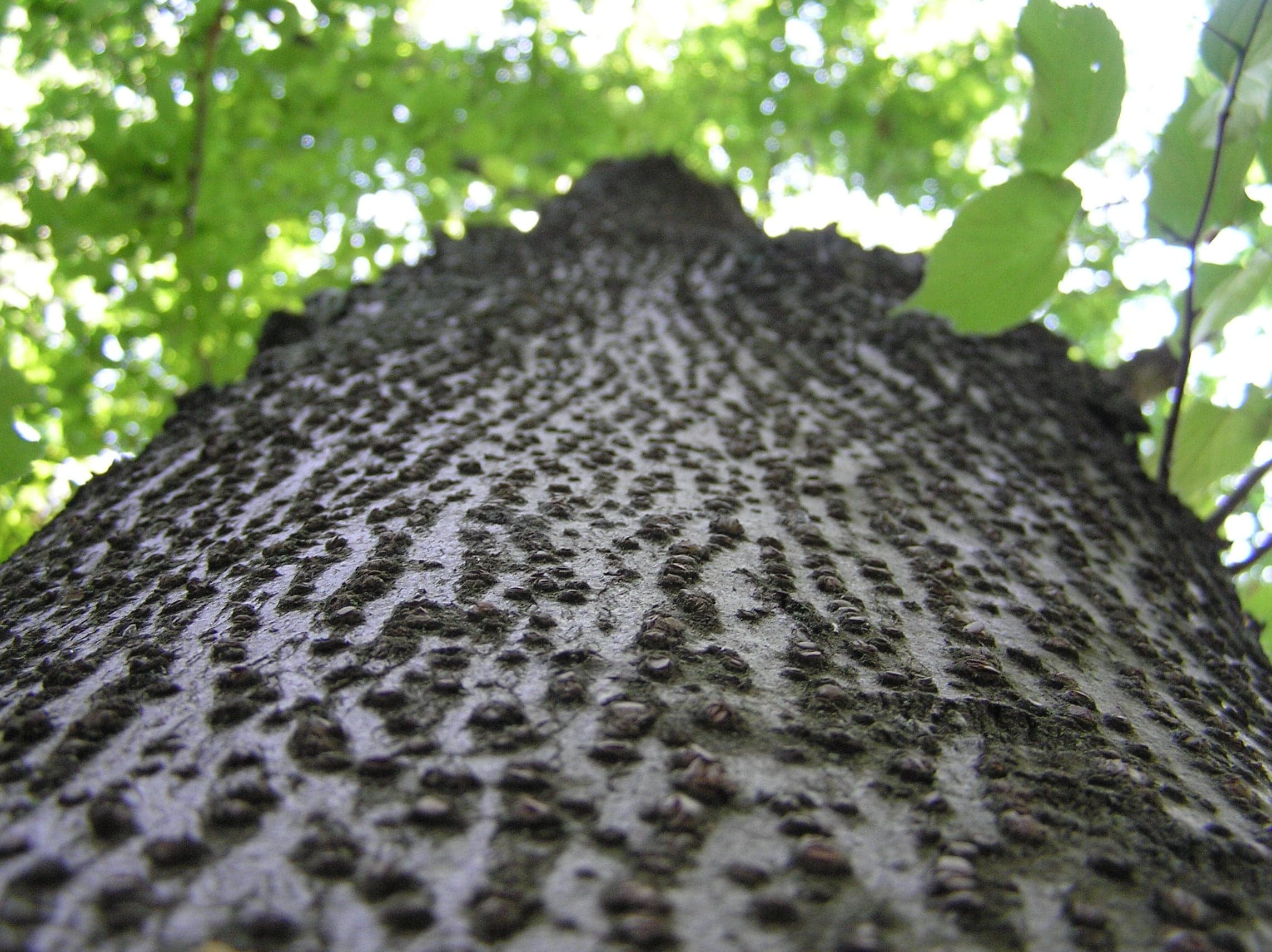 Small-leaved Lime: Kaarna