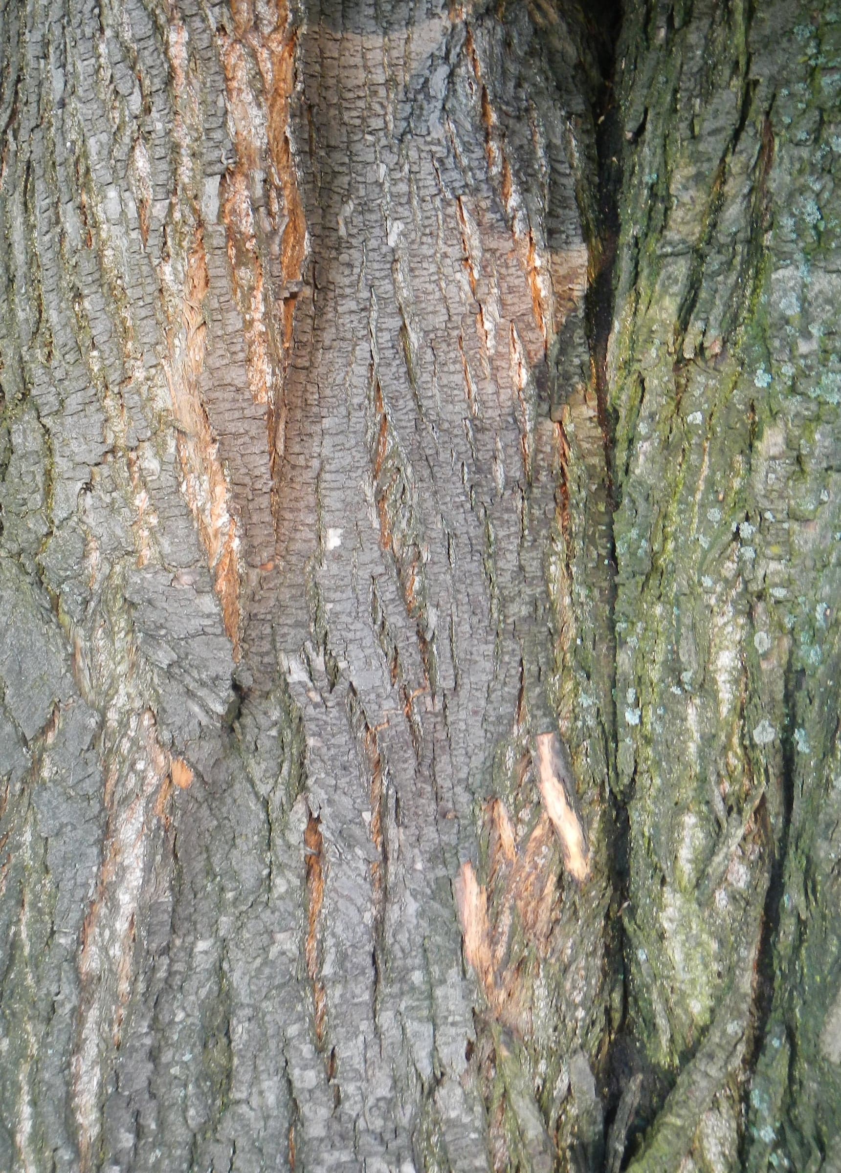 Sweet Chestnut: Lubje