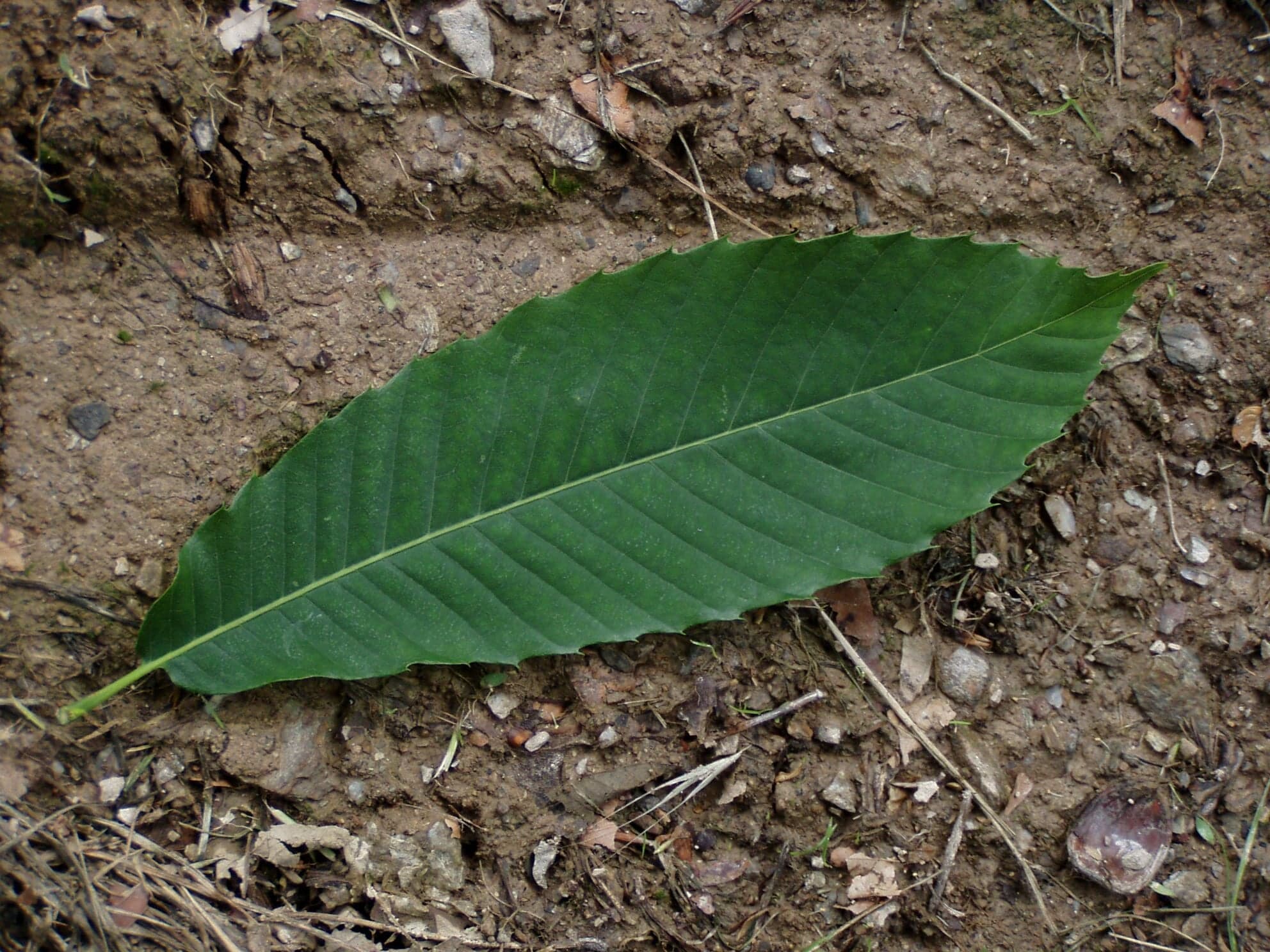 Sweet Chestnut: List