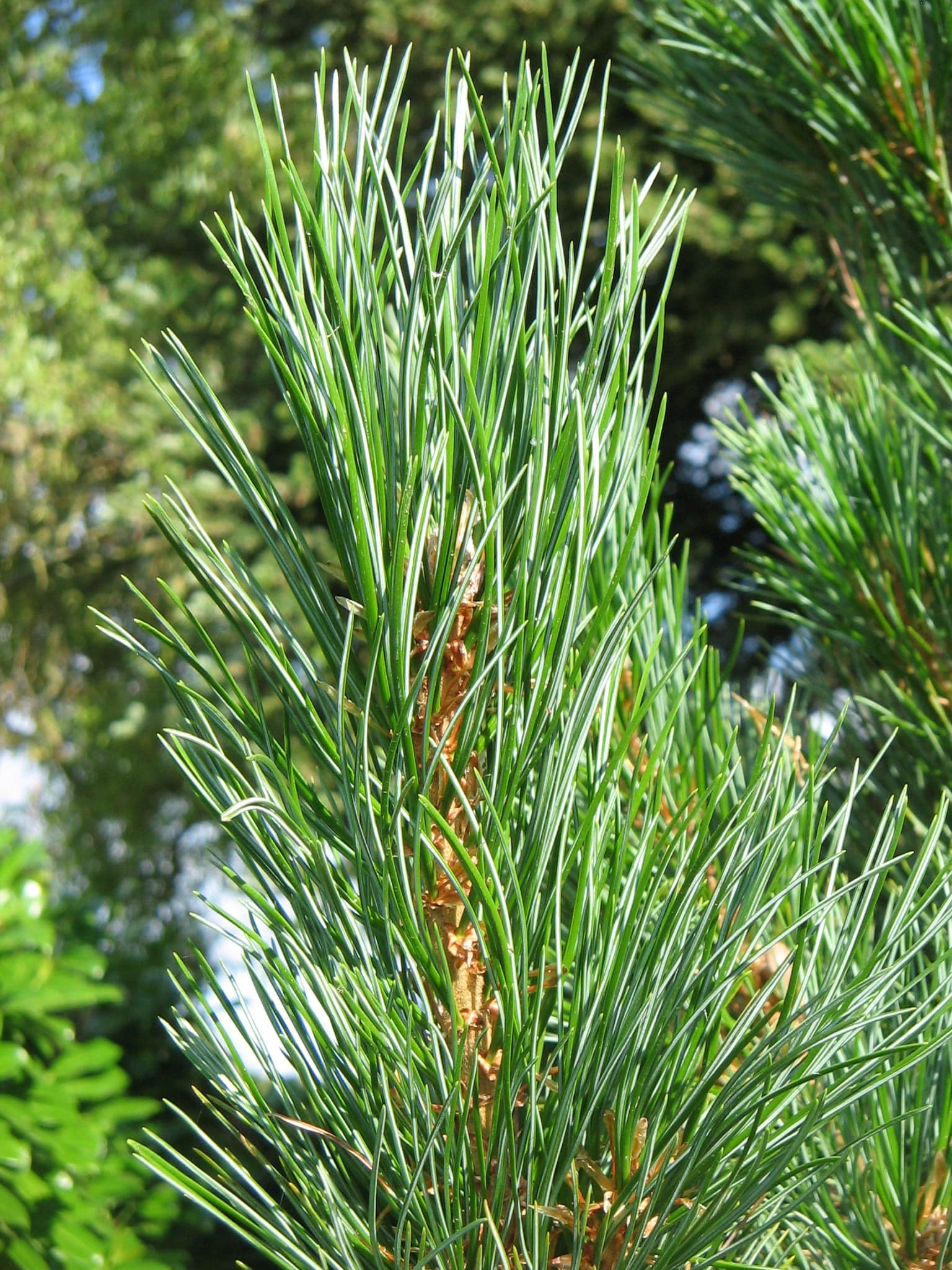 Swiss Stone Pine: Feuille