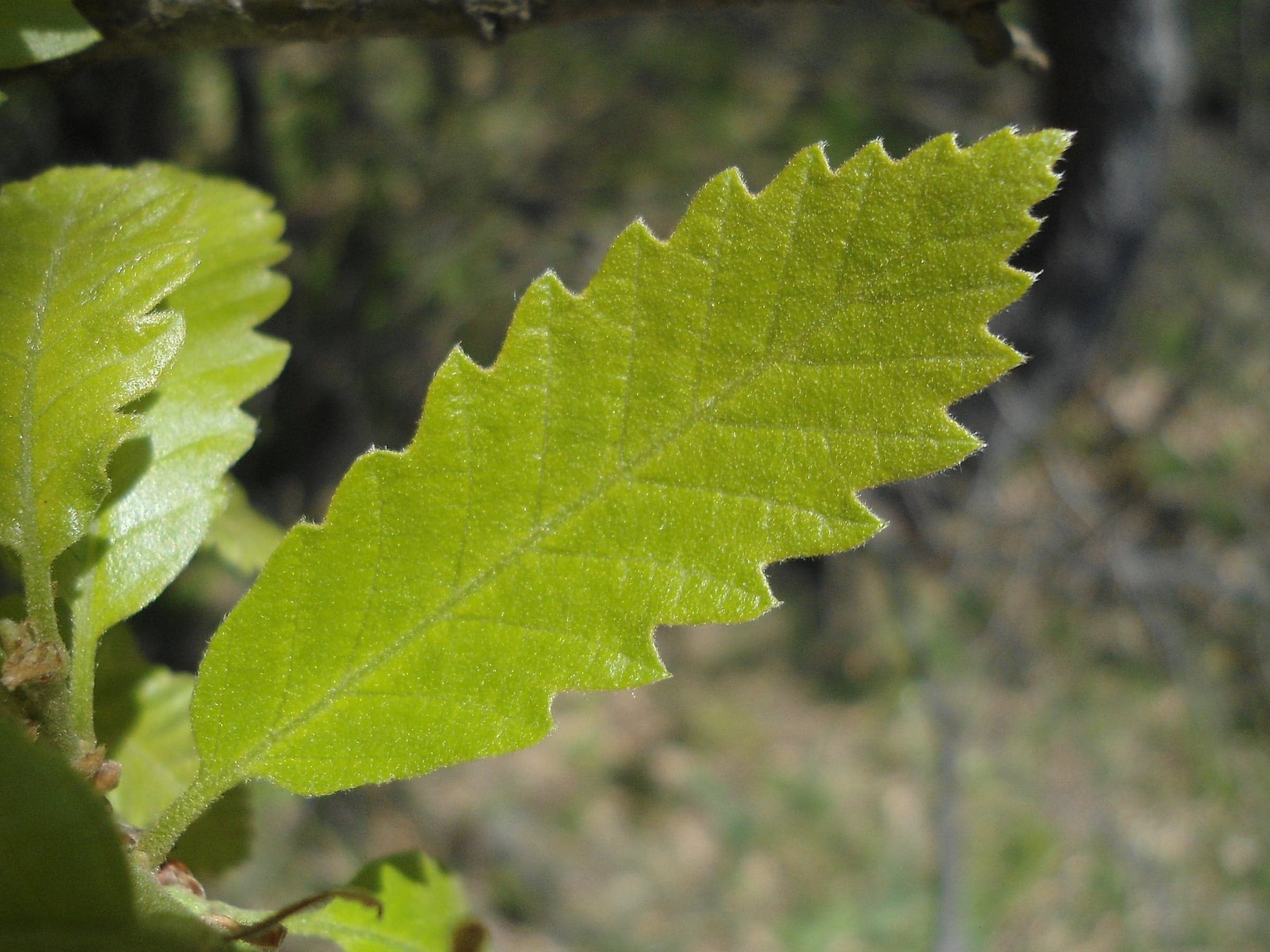 Turkey Oak: Lehti