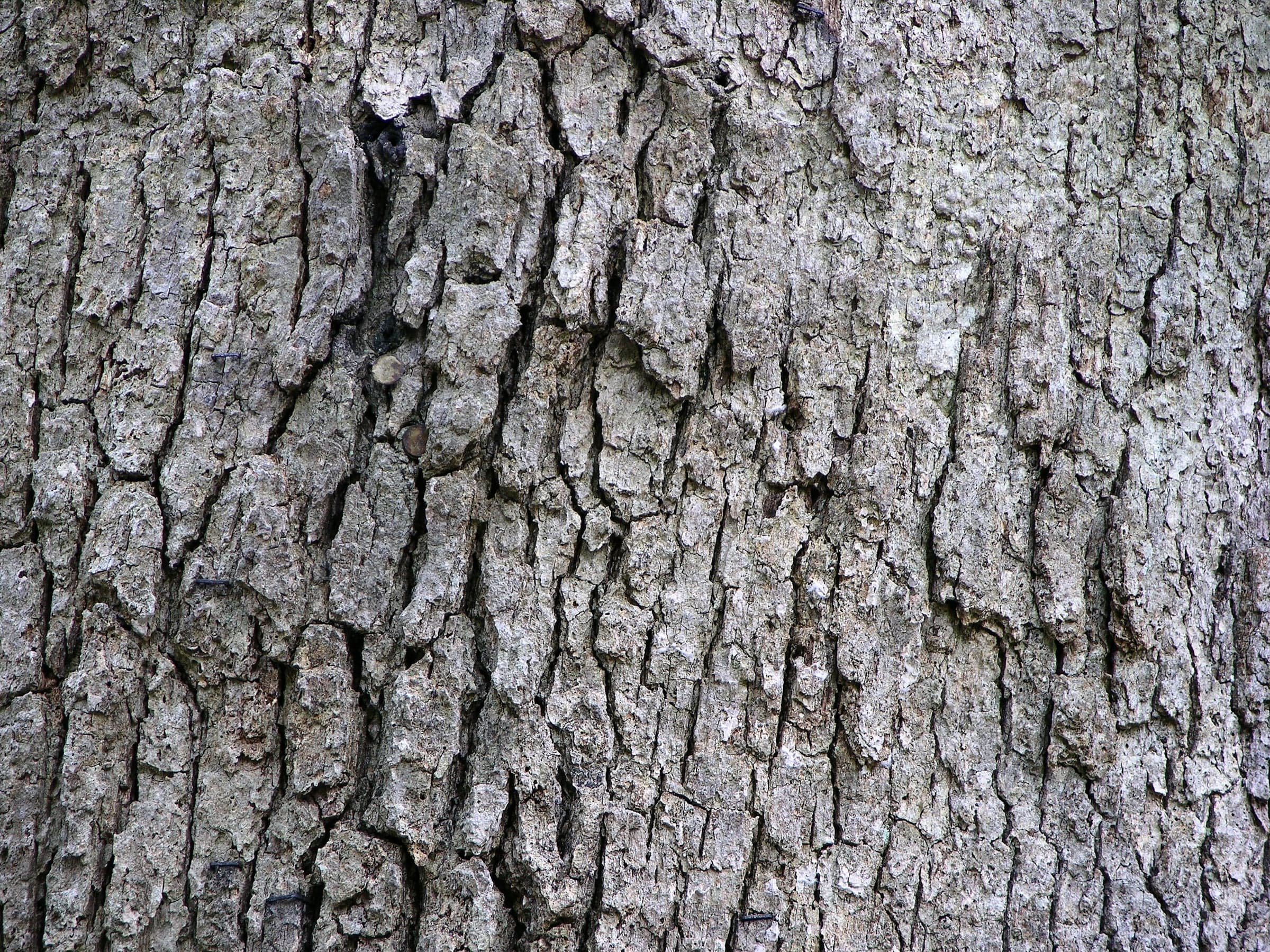 White Oak: Corteza