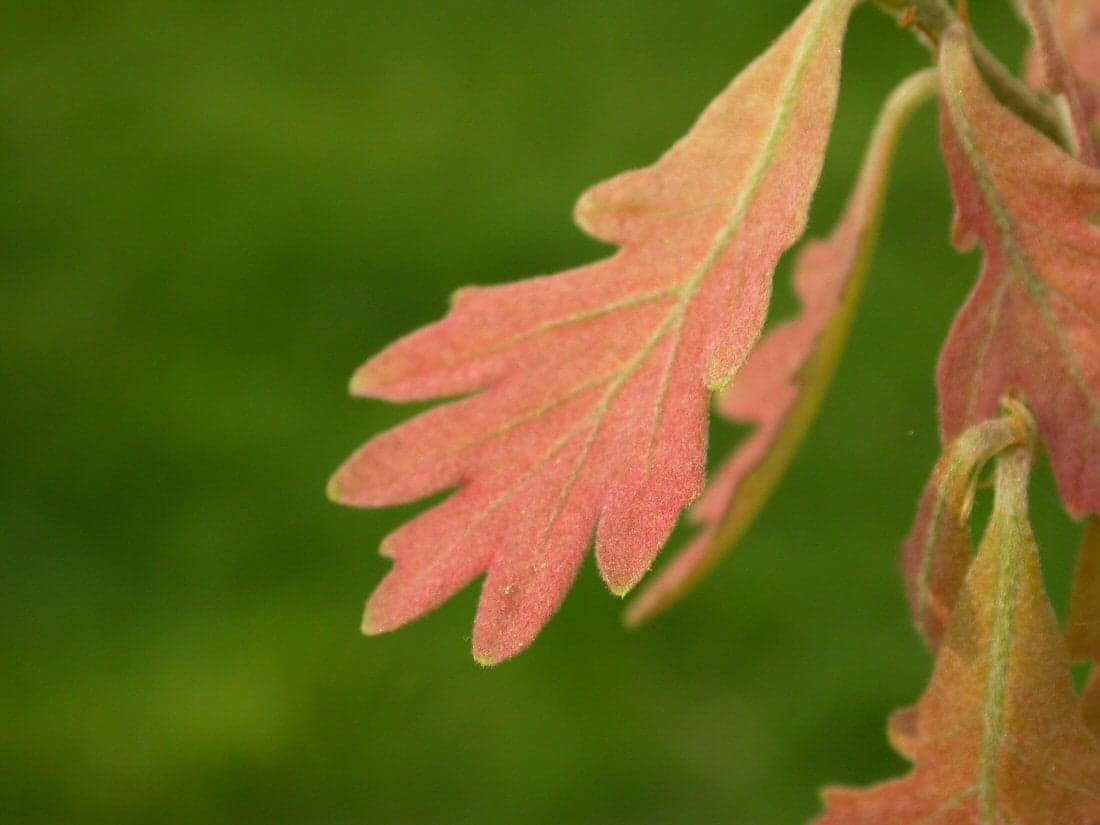 White Oak: Hoja