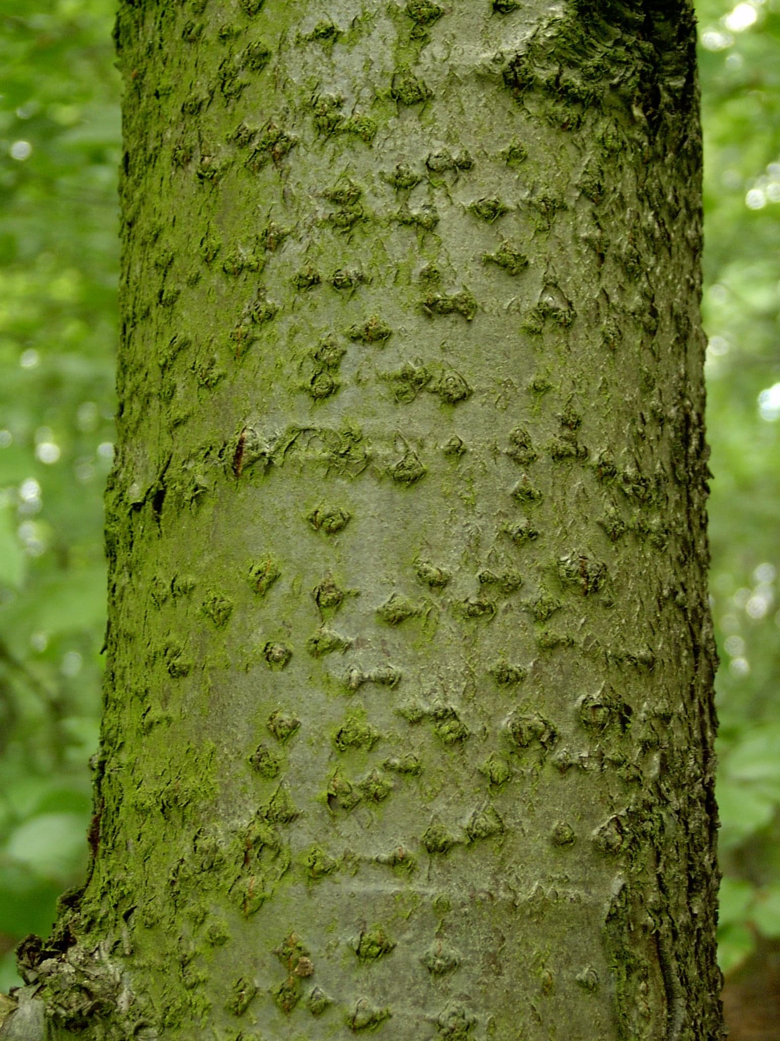 Wild Service Tree: Lubje