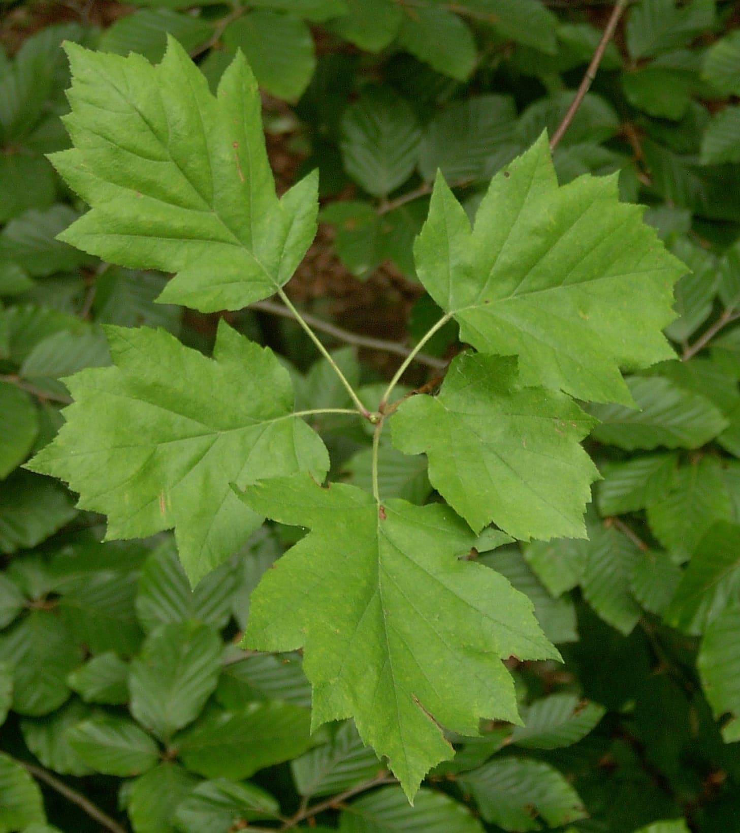 Wild Service Tree: List